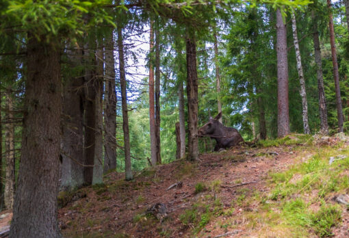 Südschweden | Digitale Roadmap mit mehr als 40 Fotospots – Bild 7